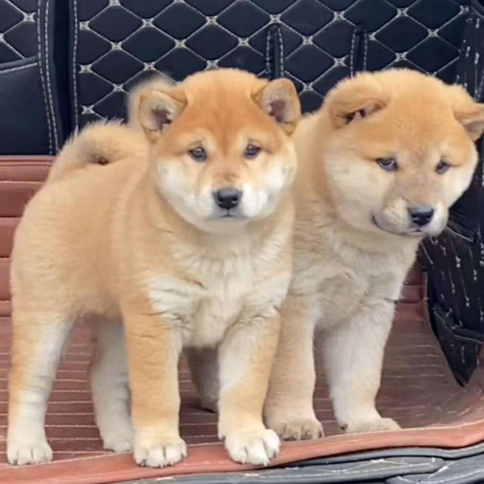 广西五黑犬中华田园犬黑狗金钱尾铁包金土猎幼犬纯种土狗看家护院