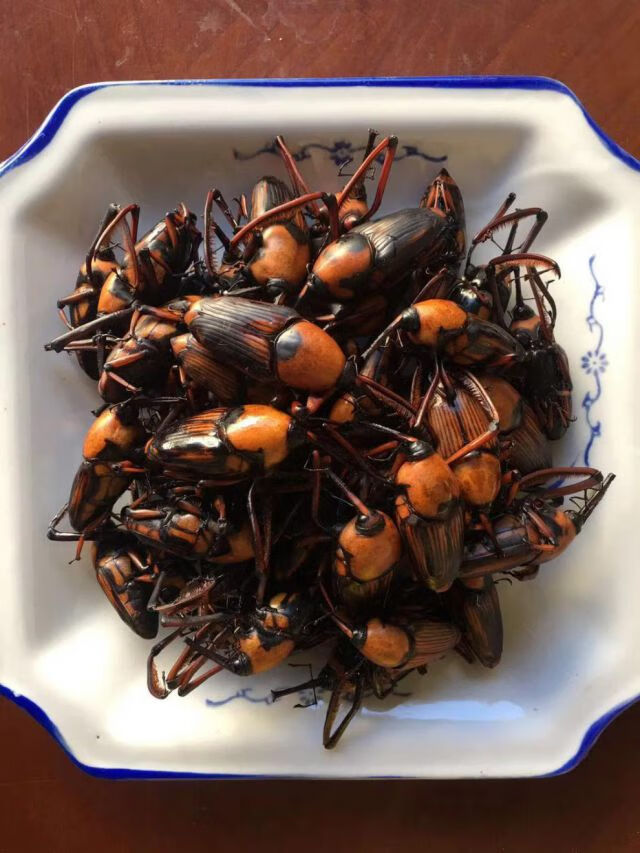 竹象虫 山珍美味烧烤美食小吃400克 云南特产竹虫 竹笋虫香脆 400克