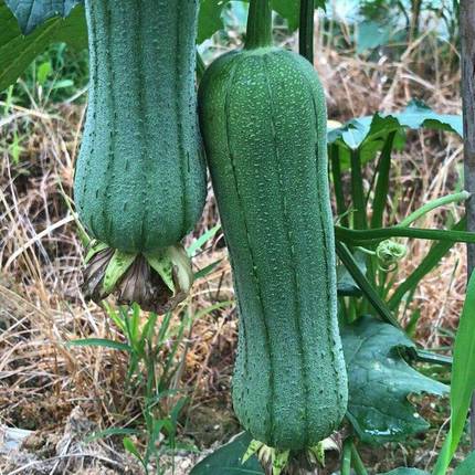 苏北现摘农家奶油丝瓜 新鲜绿皮丝瓜短丝瓜小丝瓜整箱5斤蔬菜 10斤