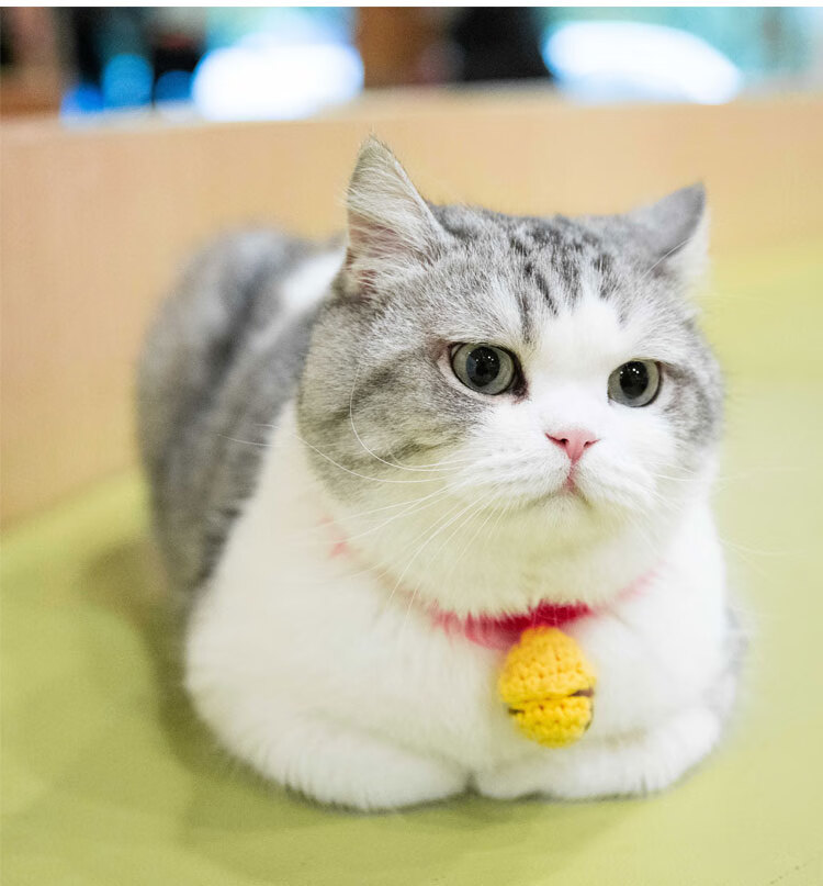 江湖有大头颈圈围脖同款猫咪铃铛可调节狗狗饰品手工针织宠物深蓝均码