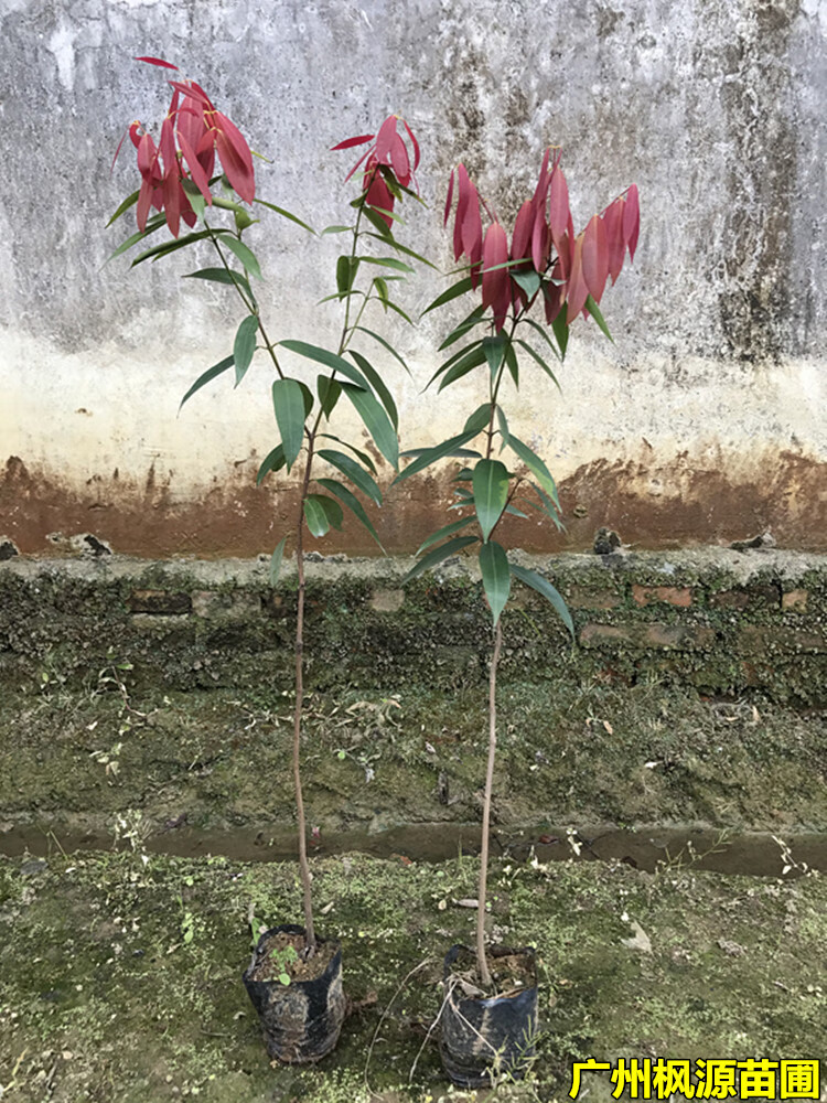 铁力木树苗彩叶花木庭院观赏苗木观叶植物铁力木苗铁梨木带土带叶 80