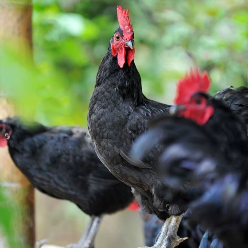 【京东推荐】鸡苗活五黑鸡麻鸡三黄鸡土鸡小鸡红公鸡母鸡红玉鸡蛋鸡