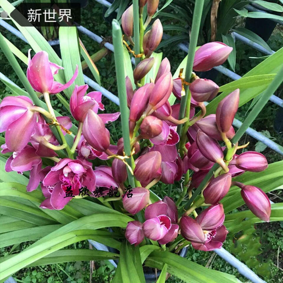 超香 福娘 兰花 新世界5苗连体【图片 价格 品牌 报价】-京东