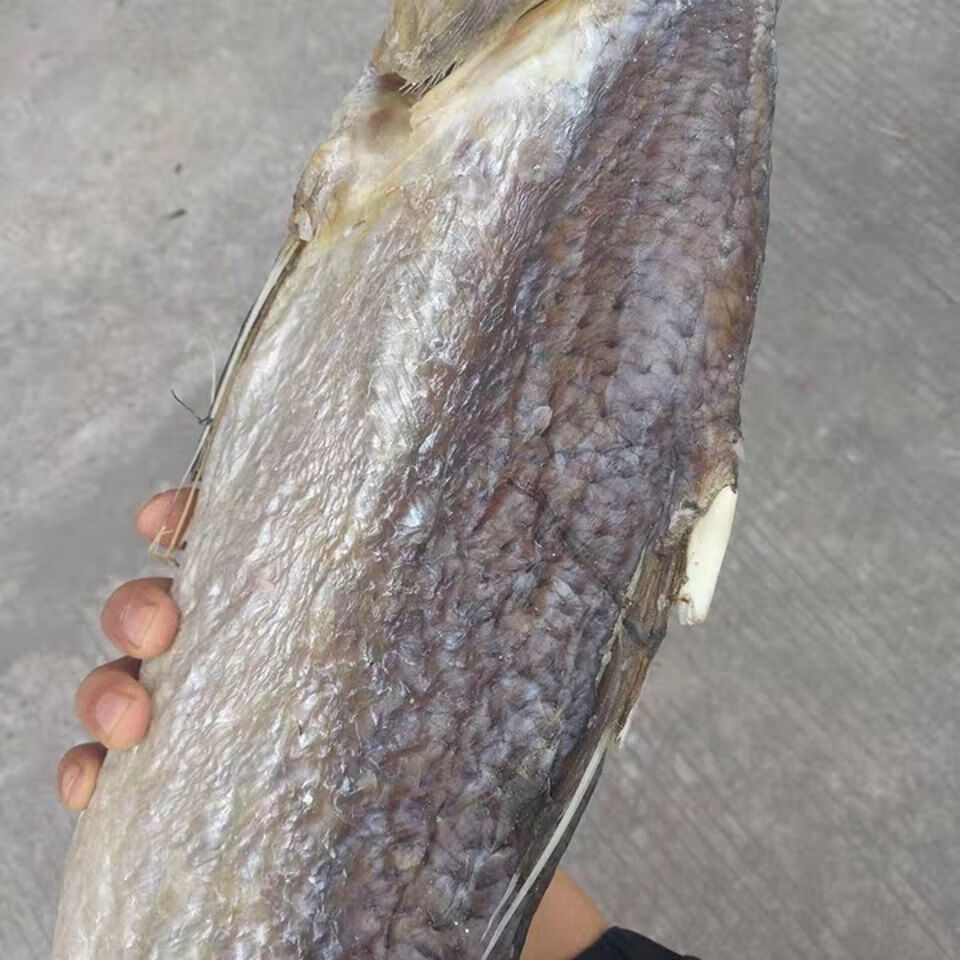 老咸鱼花鲅鱼马友鱼干咸鳎米籽光鱼咸马鲛鱼大咸鱼各种规格咸鱼 咸鳎