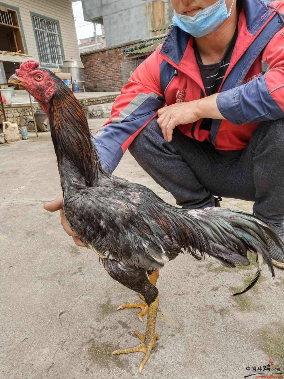 荣郁纯种中原斗鸡活体越南斗鸡苗种蛋斗鸡成年鸡青年咬鸡小鸡仔子纯种