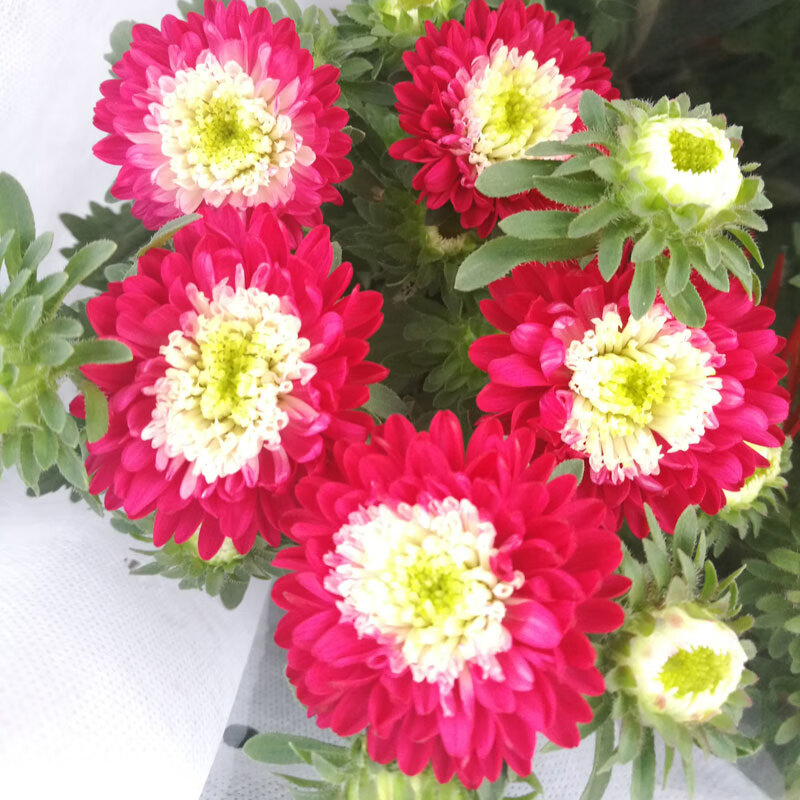 德骊嘉翠菊盆栽五彩菊鲜花植物花苗带花苞阳台庭院四季花卉开花不断