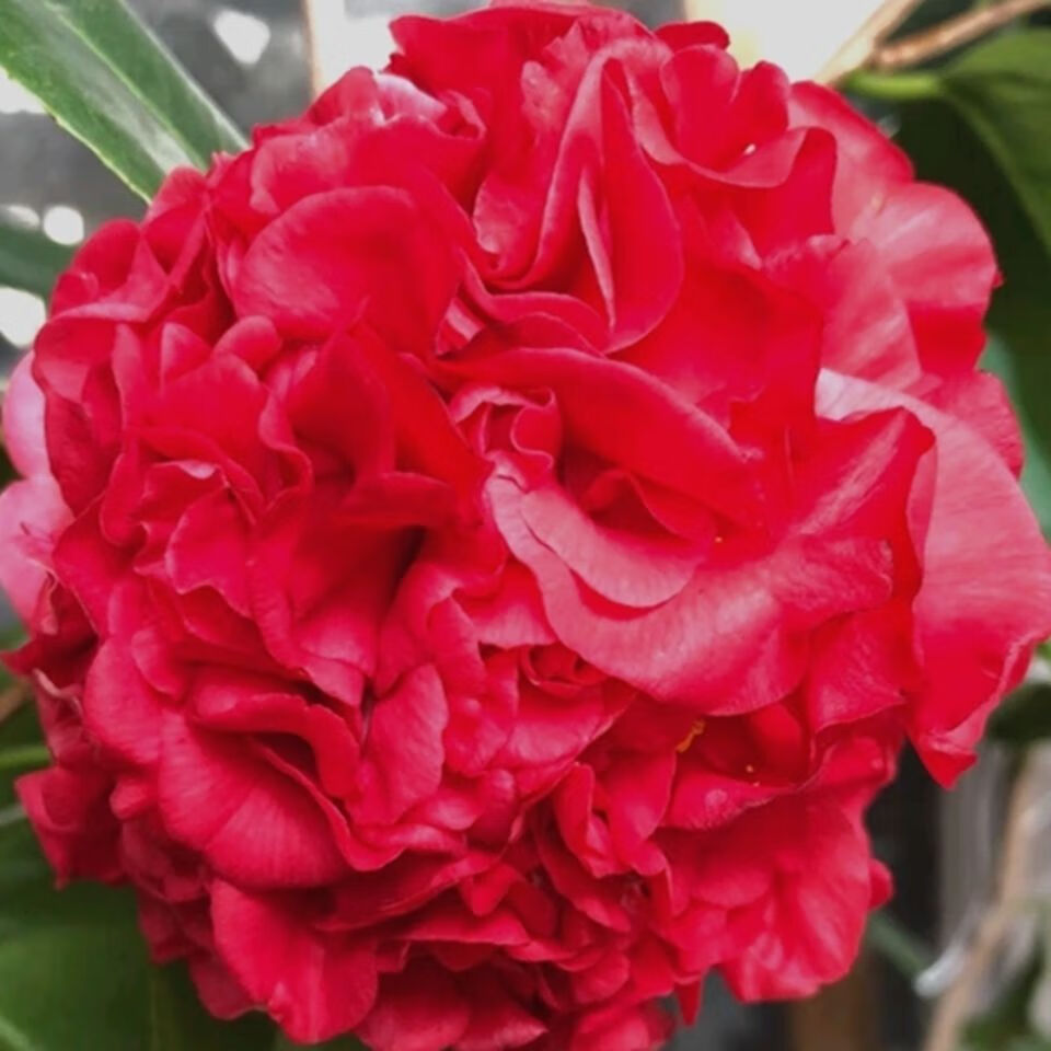 克瑞墨大牡丹茶花带花苞巨型大红花带香味四季长青茶花树好养易活 七