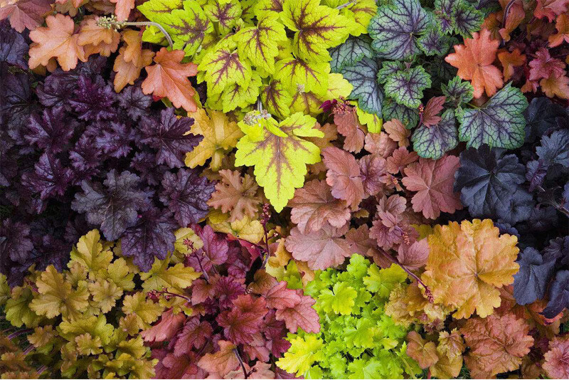 矾根植物盆栽大苗组合套餐耐寒阳台花园庭院室内四季观叶植物 提拉米