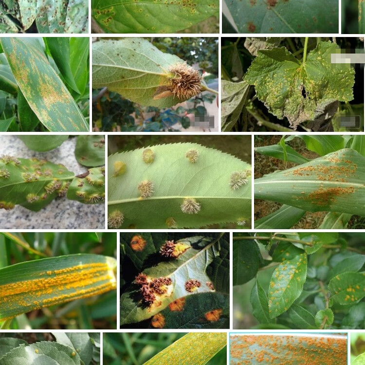 梨树锈病黑星病白粉病炭疽病果树剂花卉药剂柑橘沙皮病腈菌唑 50g