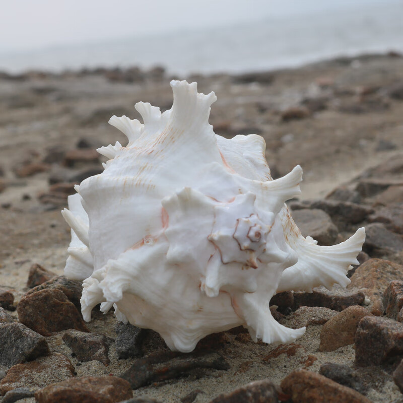 2022新款海螺贝壳工艺品天然大海螺贝壳白千手螺家居摆件鱼缸造景水族