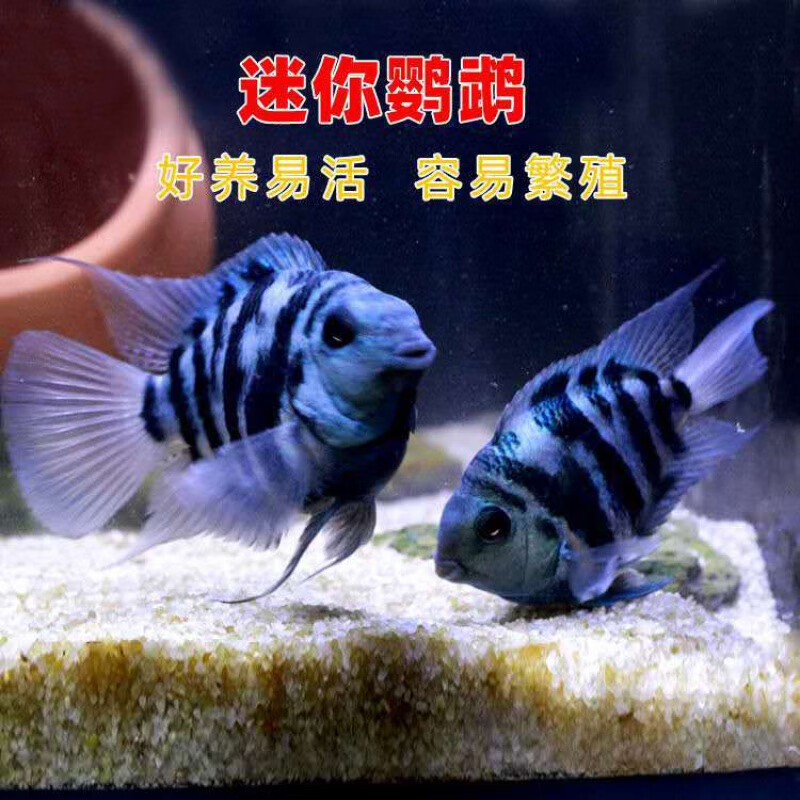 【抖音推荐】小型热带鱼虎皮鱼彩裙鱼淡水观赏鱼活好养耐活彩色混养群