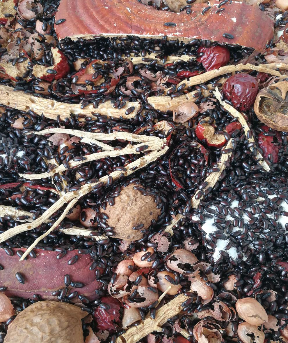 荣郁 九龙虫 洋虫 繁殖快 5克 大概380只【图片 价格 品牌 报价】