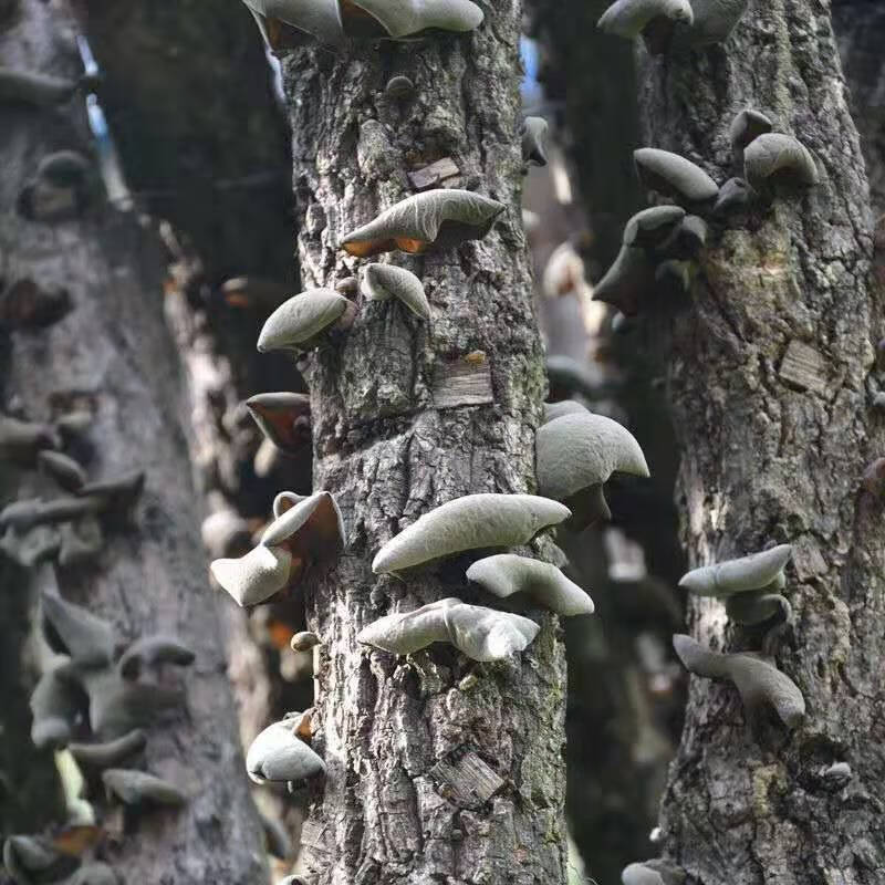 东北黑木耳250g500g东北特产肉厚无根椴木秋木耳碗耳耳高泡发小碗耳