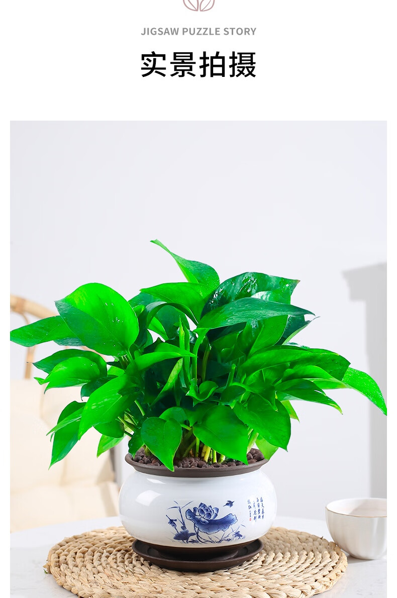 绿萝盆栽植物室内绿萝长藤垂吊好养活大叶绿箩花卉绿植虎雀a大盆绿萝