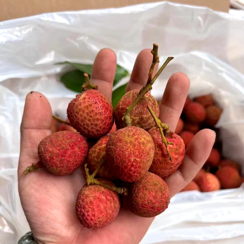 青櫻紅荔現貨尊藍桂花香荔枝大果3斤禮盒裝原箱香甜當季老樹荔枝3斤原