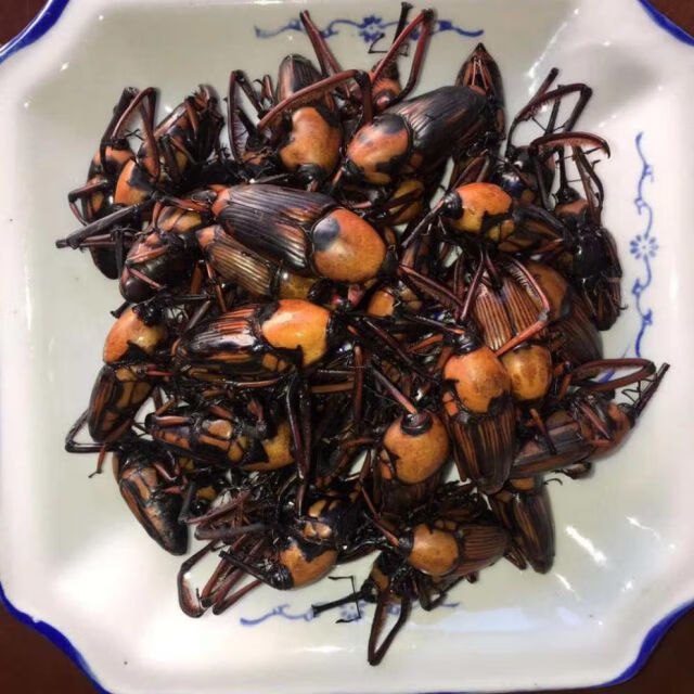 竹象虫 山珍美味烧烤美食小吃400克 云南特产竹虫 竹笋虫香脆 400克