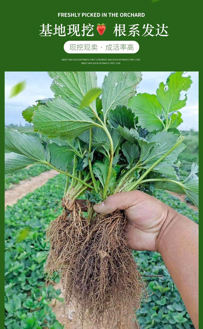 品种:草莓苗商品毛重:1.