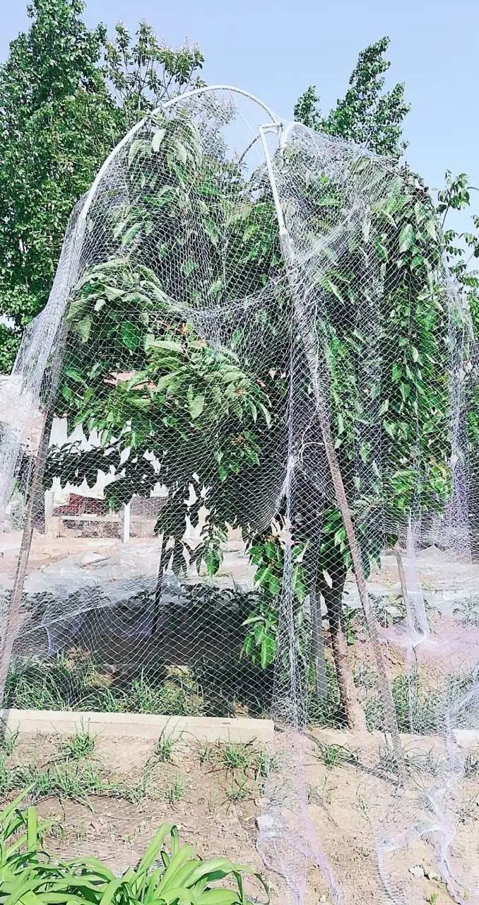 防鸟丝网家用果树嘉宝果树网枇杷树网樱桃防鸟用的网果树防鸟丝网罩10