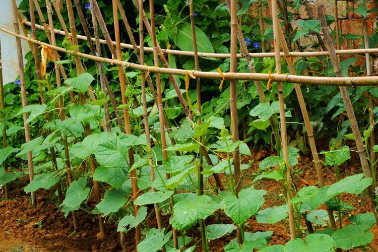 批发菜架竹竿棍菜园搭架户外篱笆豆角黄瓜旗杆支架爬藤竹杆子种菜奔新