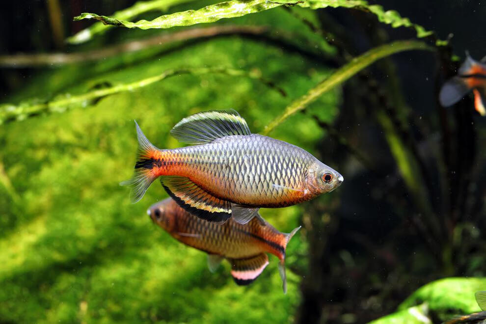 cmcm广东齐氏鱊鲤科鱼冷水原生鱼稀有彩石高体火山鳑鲏观赏鱼好养耐活