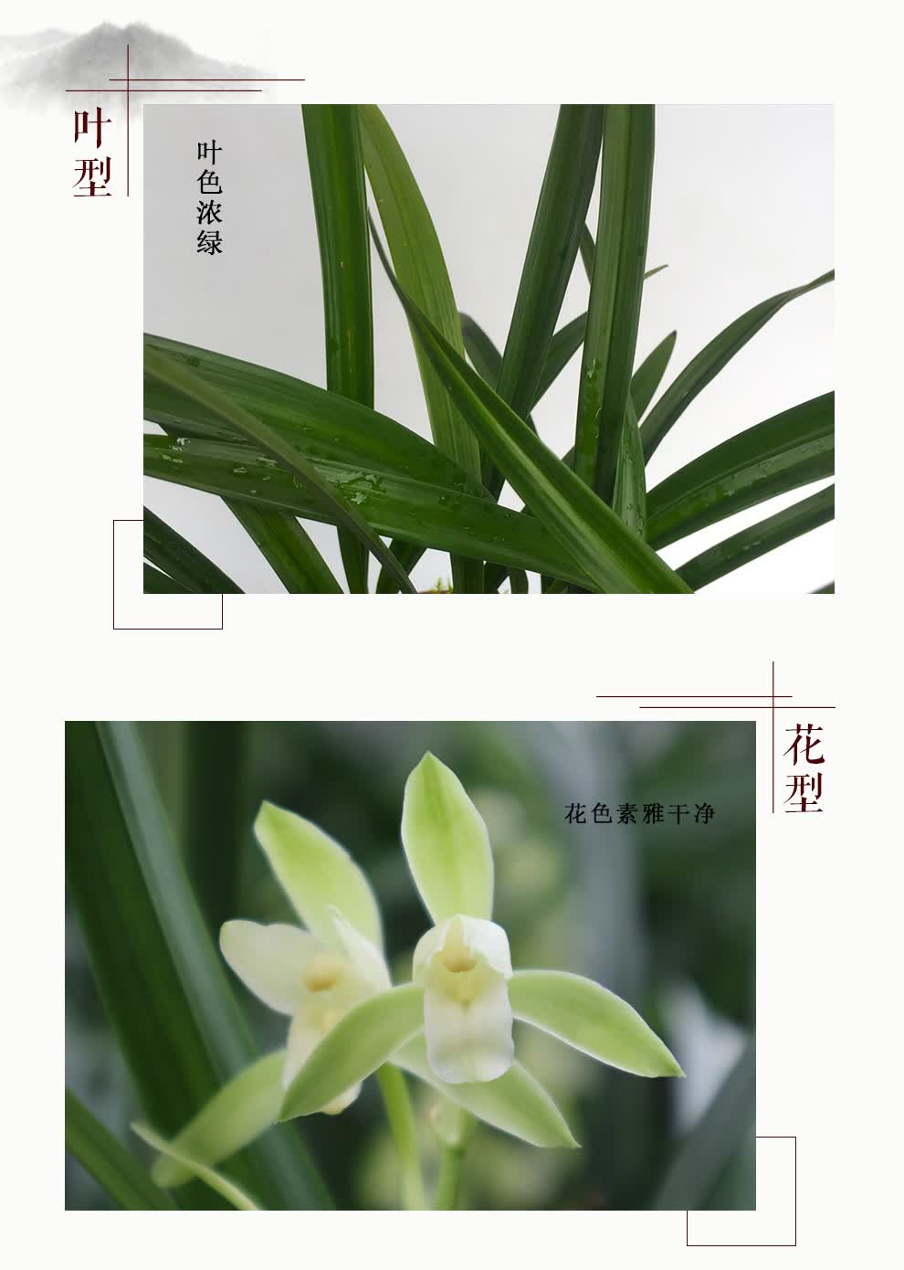 樱之恋刘阁兰花建兰四季素心兰夏带有香味的兰花室内室外绿植兰草花卉