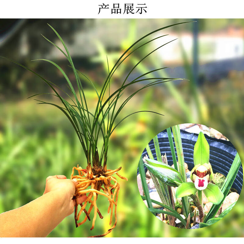 兰花苗春兰含香公主原生开花浓香可选带花苞发货室内花卉绿植盆栽含香