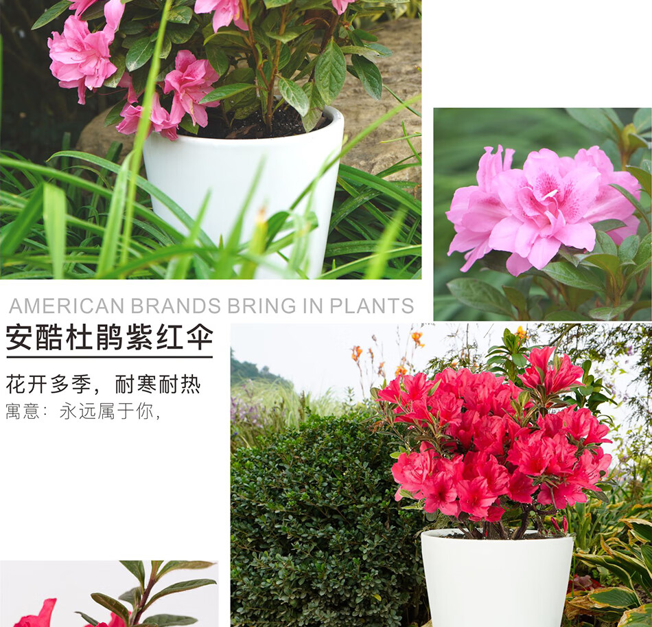 华苗木云 安酷杜鹃花 五彩杜鹃绿植盆栽苗多季开花 花卉盆栽花园庭院