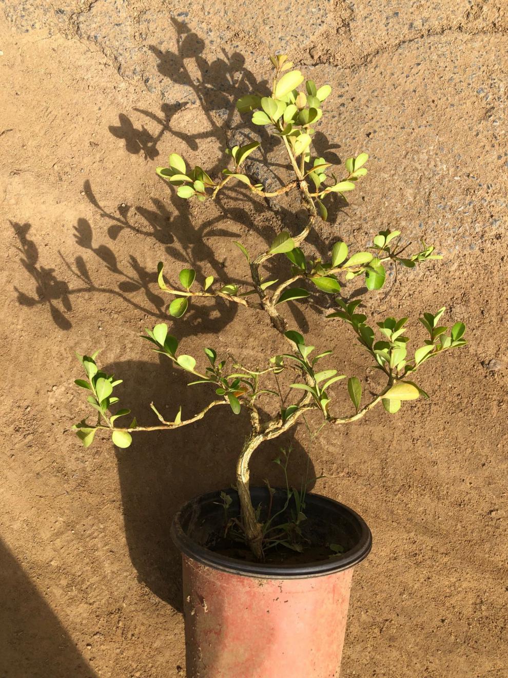 小叶独杆瓜子黄杨树苗盆栽观叶花灌木雀舌黄杨盆景树桩素材苗 3公分粗