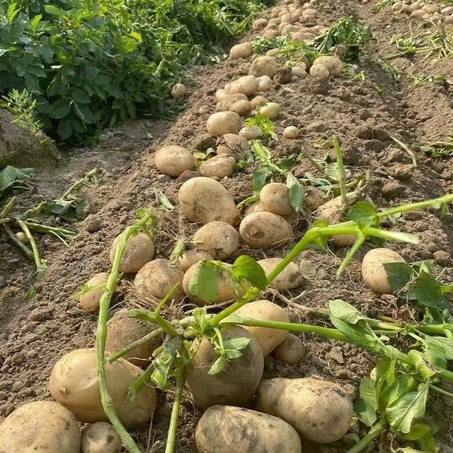 贵州特产威宁黄心洋芋高山土豆马铃薯当季新鲜农家自种精选大果 土豆5