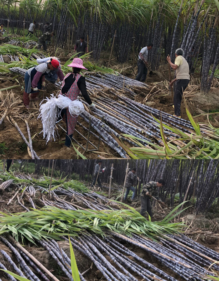 广西甘蔗脱毒种苗基地图片