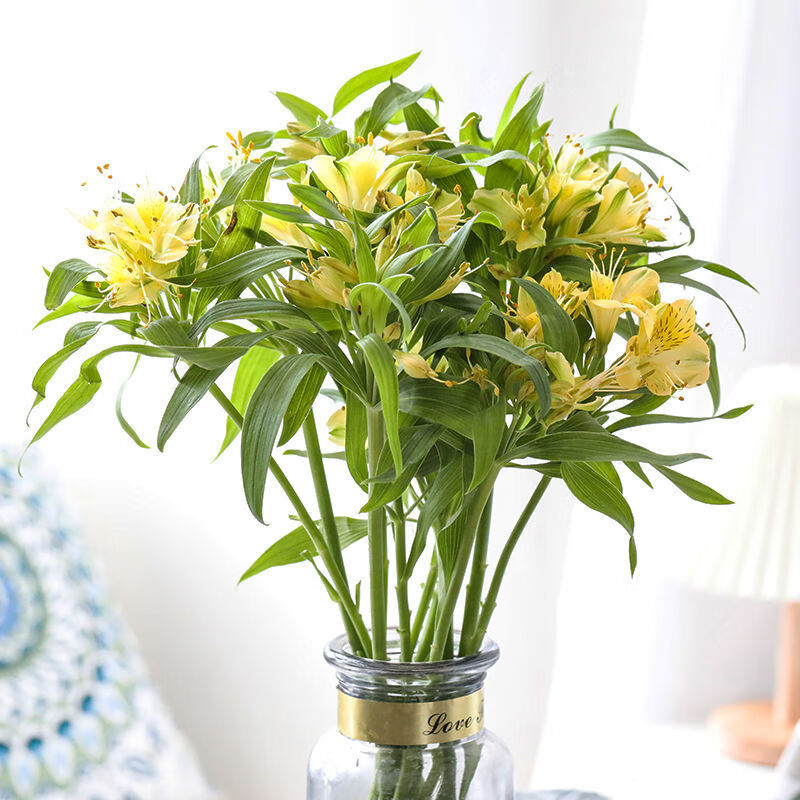 基地直发鲜花水仙百合六出花家庭办公室水养瓶插花水仙百合8支2支损