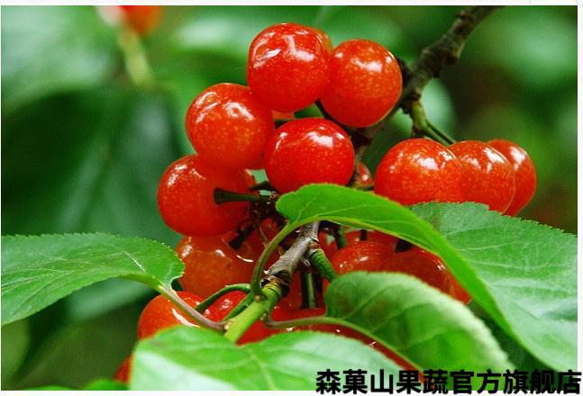 顺丰空运贵州赫章小樱桃新鲜国产小樱桃米易水晶酸甜新鲜水果1500g