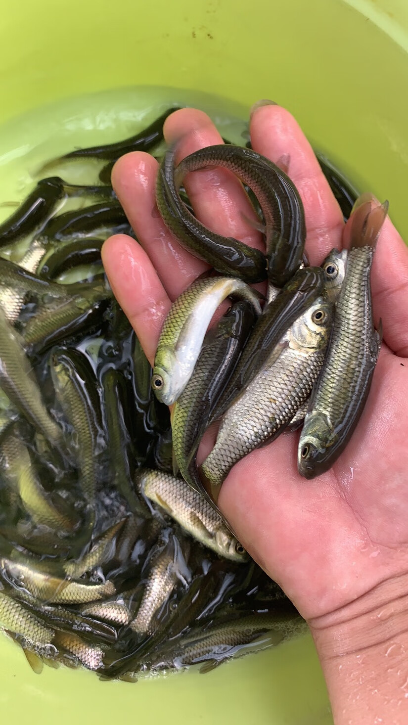 嘉瑰草魚苗活體草鯇魚苗脆肉鯇魚苗金草魚四大家魚活體淡水養殖魚草