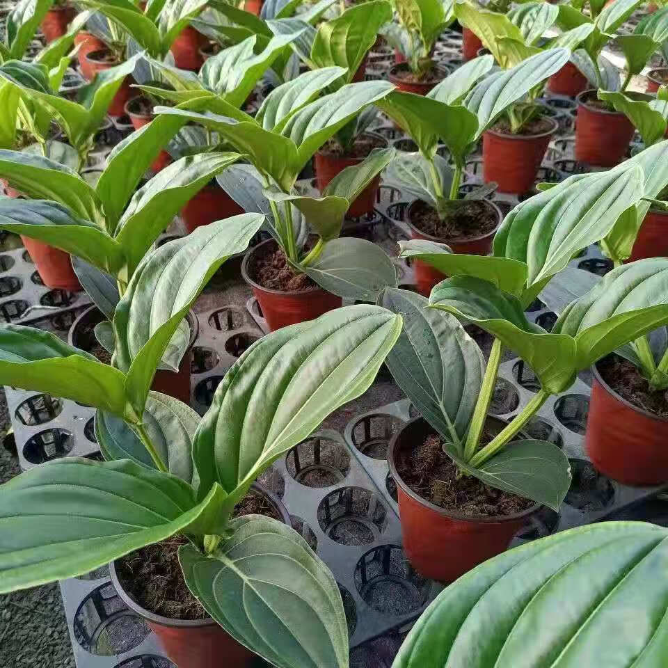 宝莲灯盆栽室内花卉花苗绿植客厅植物好养活名贵植物盆栽q 宝莲灯大苗