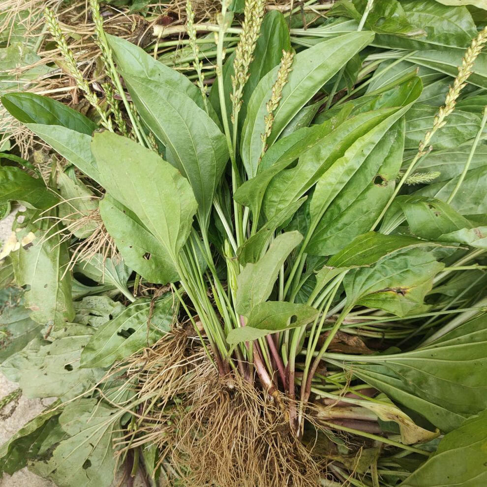 【精选】新鲜车前草整棵带根车钱草泡水车草干泡另有干车前草车轮菜