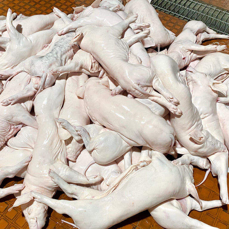 乳猪新鲜整只广式烧腊脆皮烤肉小香猪现杀冷冻土猪一头45斤整只78斤去