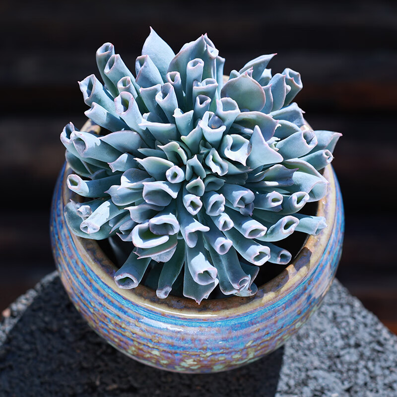 多肉植物盆栽猪鼻子办公室内花卉绿植基地新款多肉肉植物猪鼻子简易