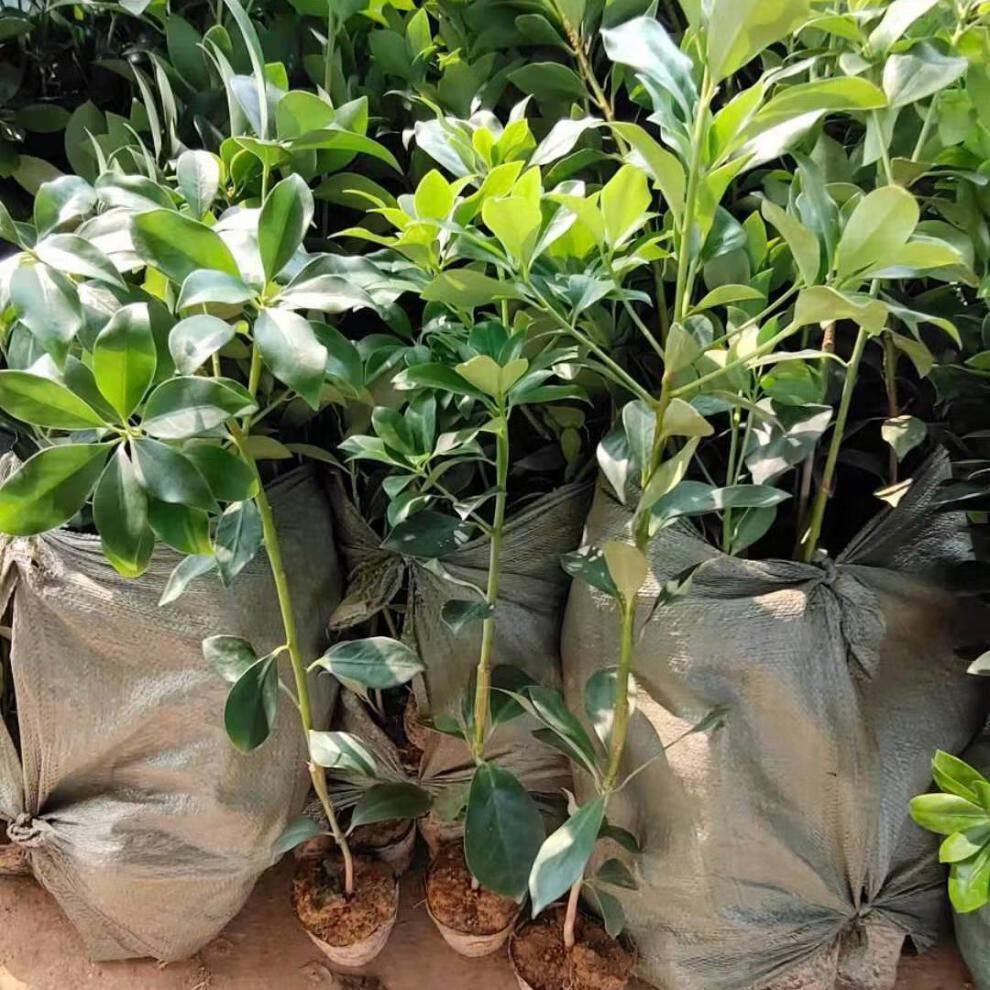 八角苗嫁接苗批发八角树苗古龙大红罗马种八角大料茴香苗 麦基乐 罗马