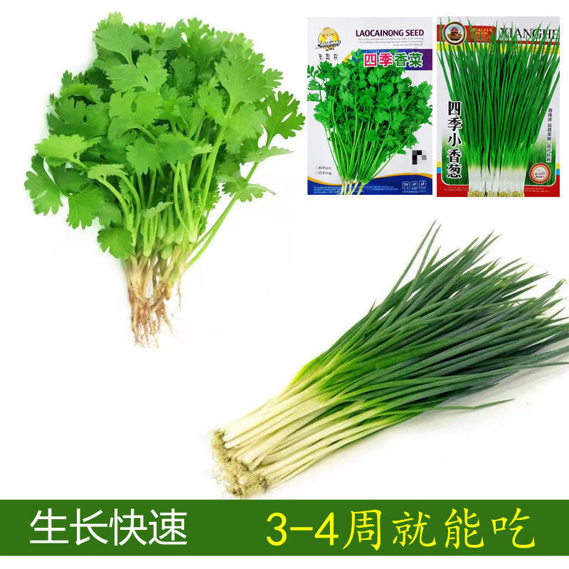 四季小香葱香菜种籽蔬菜种子味香浓易种盆栽阳台室内外种植大小叶 -量