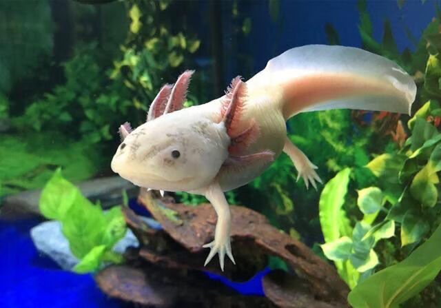 六角恐龙鱼金鱼活体六角恐龙鱼淡水冷水鱼缸观赏鱼易活cmaos白龙黑龙