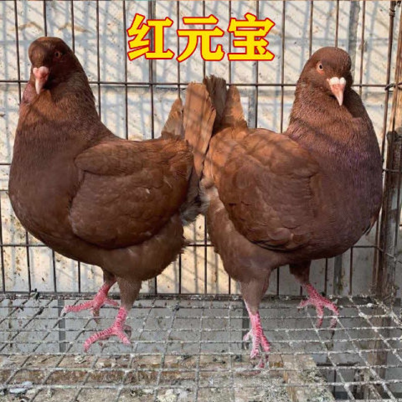 京选推荐鸽子活物活元宝鸽种鸽特大落地王纯种元宝鸽子煤黑元宝一对