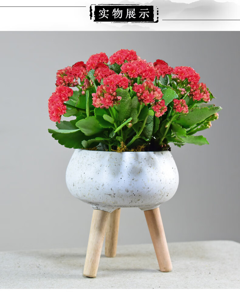 长寿花盆栽重瓣带大花苞四季植物办公室内阳台好养易活小绿植花卉暮染