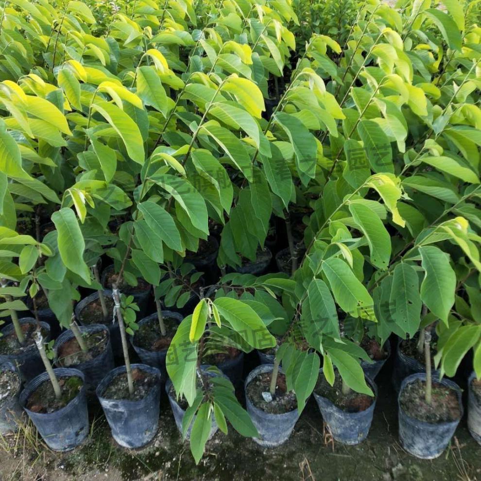 凤梨释迦苗果苗释迦果树苗嫁接苗佛陀果番荔枝苗蜜释迦苗盆栽蜜红释迦