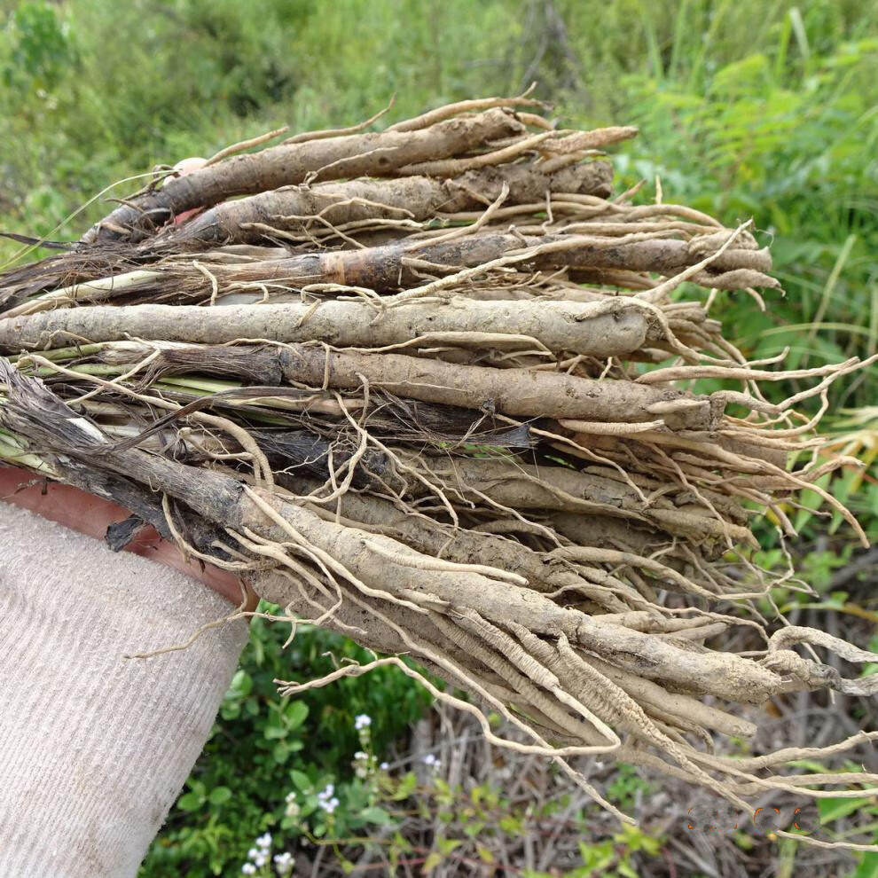 新鮮中藥材獨腳仙茅獨茅根地棕根仙茅草2斤全根52