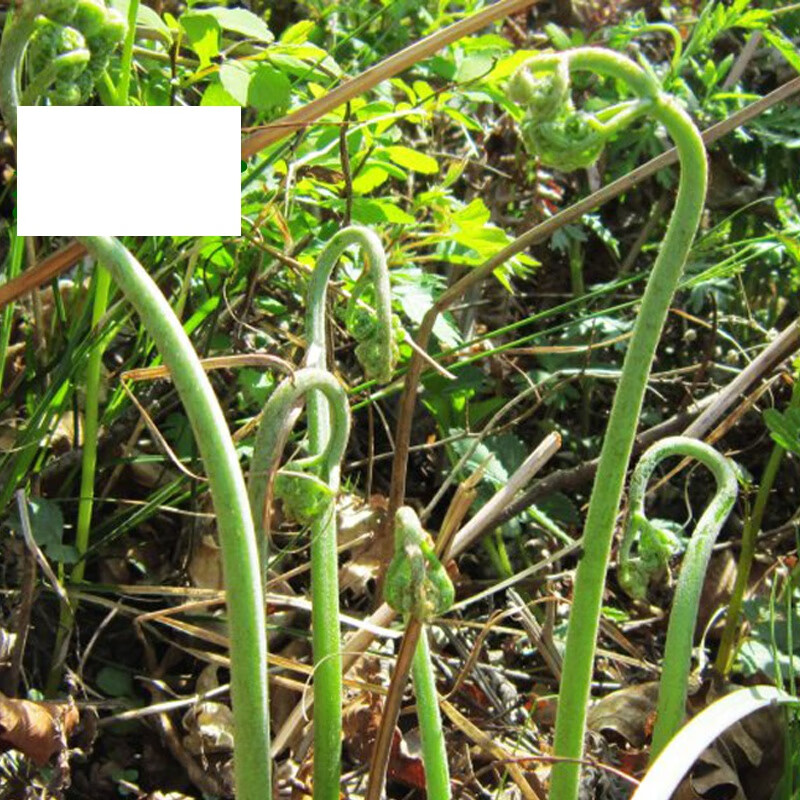 贵州特产蕨苔山坡坡上面采摘新鲜小吃蕨菜袋装酸菜全国