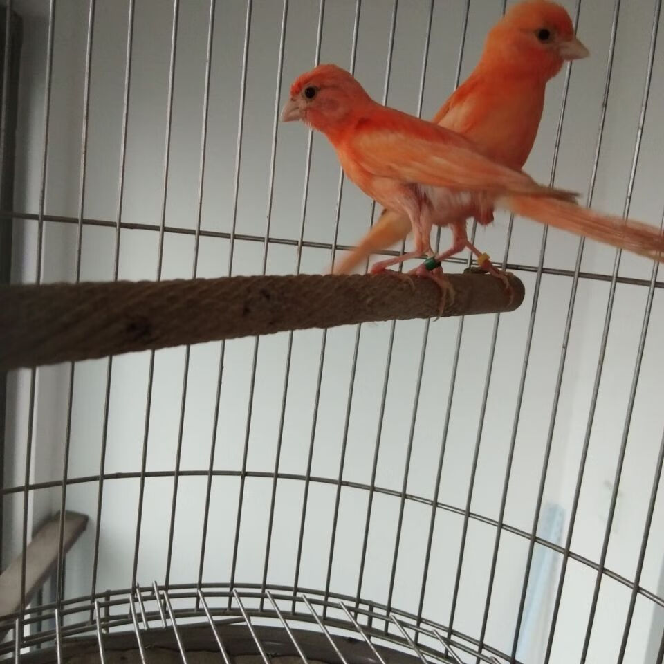 活体 玉鸟 辣椒红 山东黄白玉蜡黄 扬州黄桂皮观赏鸣叫鸟 精品辣椒