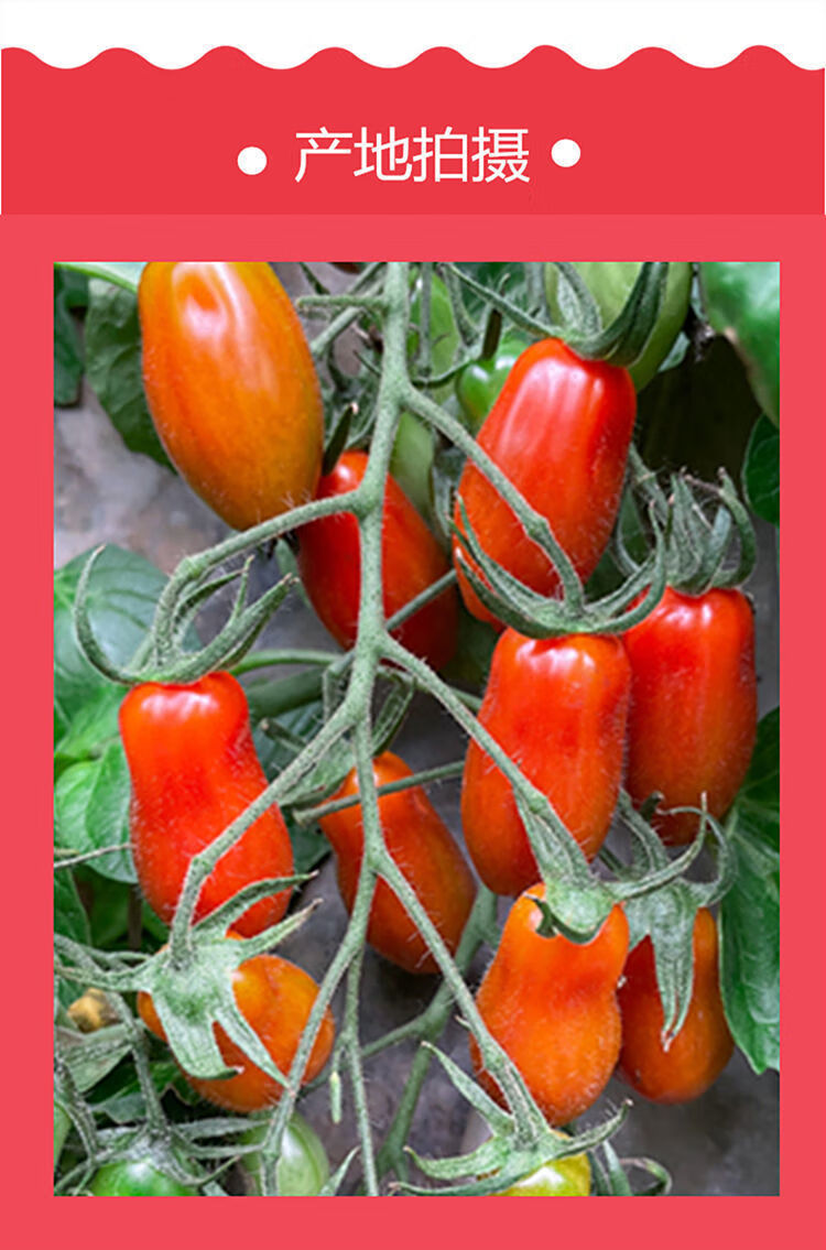 精选409花生小柿子孕妇新鲜水果小番茄409小柿子 【顺丰快递】每天