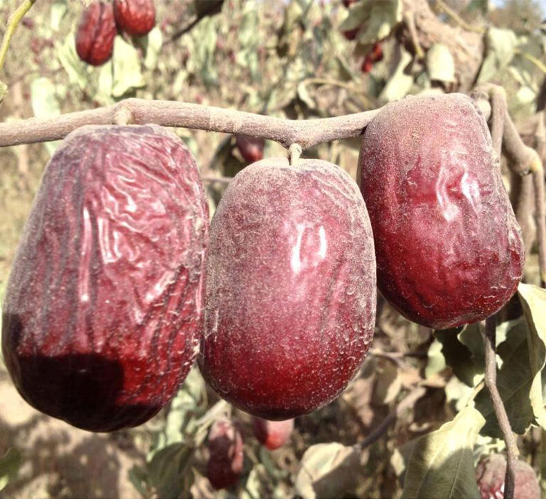 新疆和田大枣吊杆红枣骏枣灰枣天然土枣未清洗未加工大枣零食新货未洗