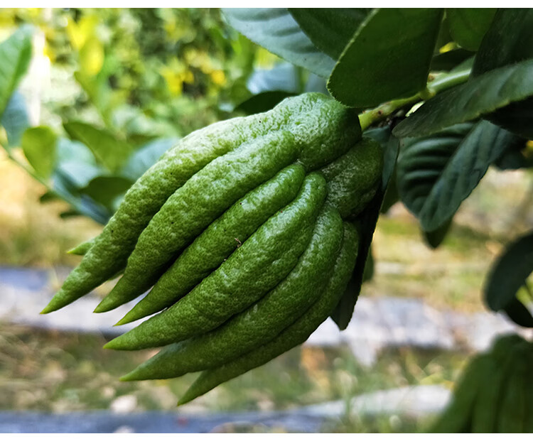 【果园现摘现发】金华佛手果新鲜佛手小佛手鲜果摆放供佛 【黄果】2斤