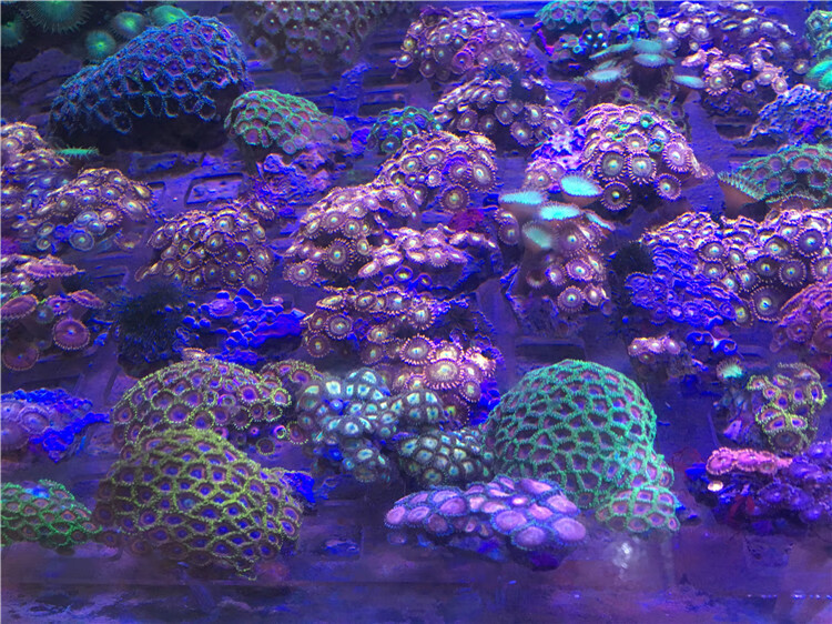 荣郁 蓝纽扣人工双色幻彩纽扣珊瑚活体海水鱼小丑鱼快递包活 大眼红